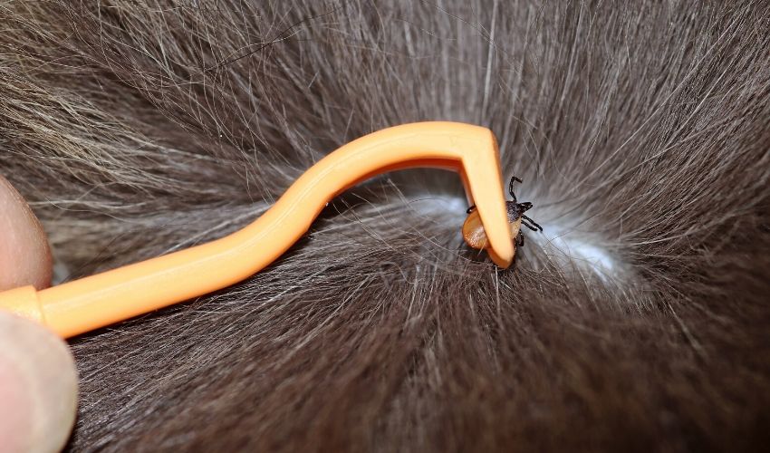 ticks